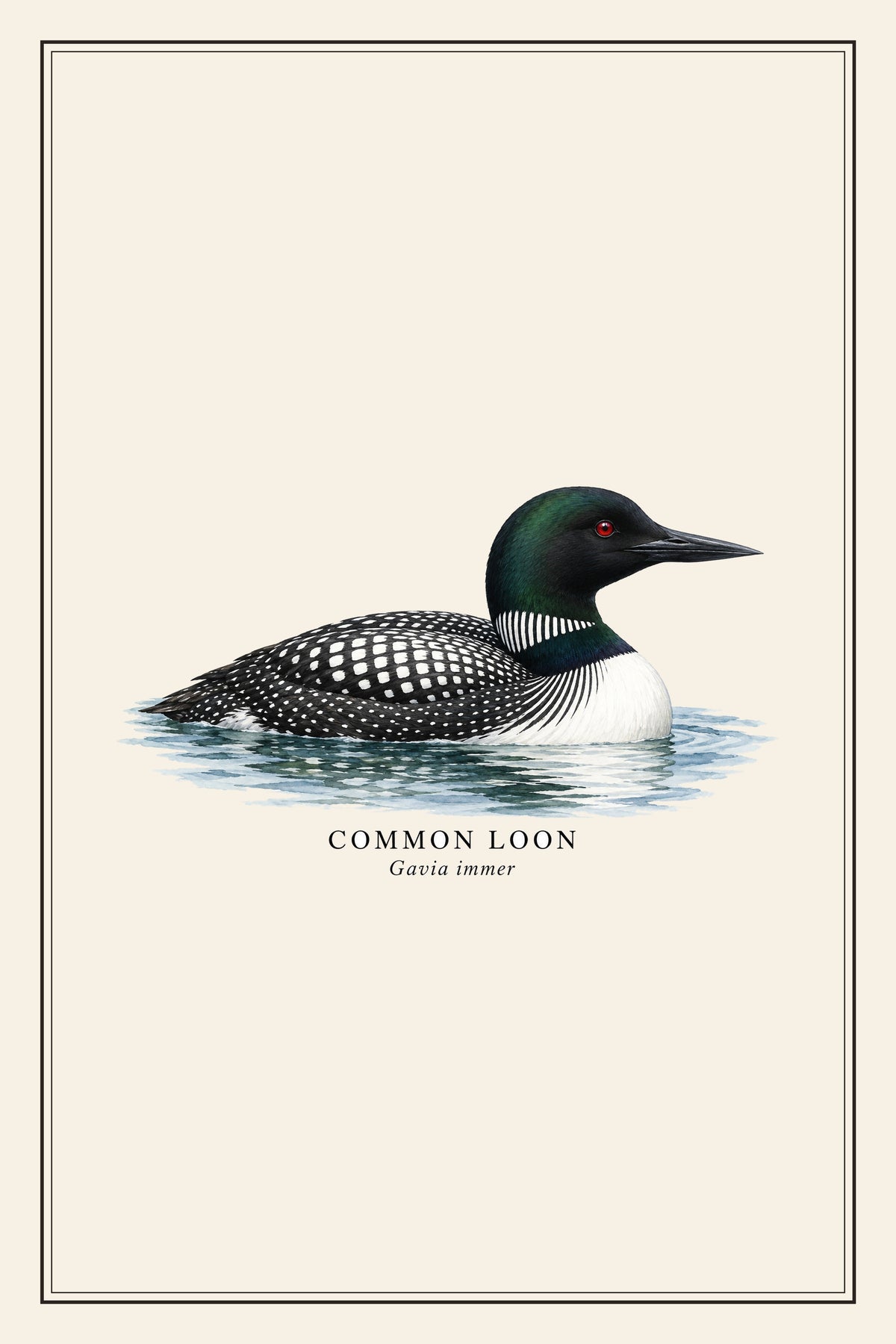Common Loon Field Guide Canvas Print – design