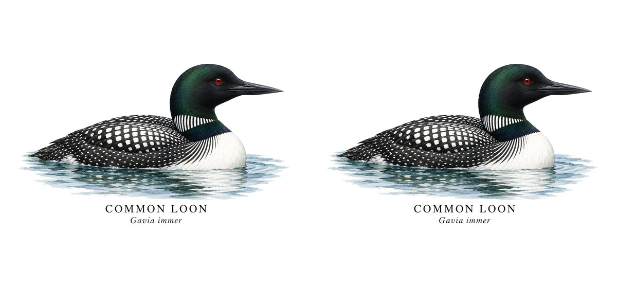 Common Loon Field Guide Mug – design