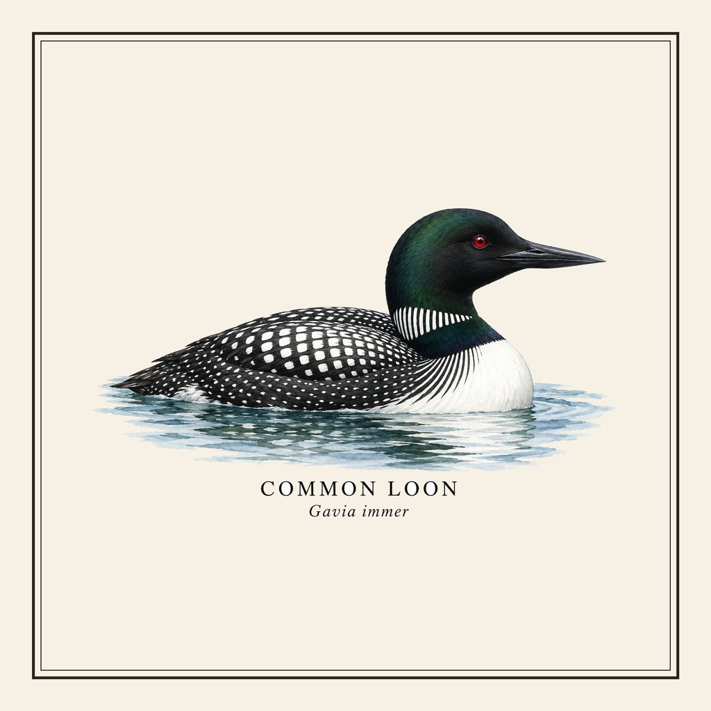 Common Loon Field Guide Throw Pillow Cover – design