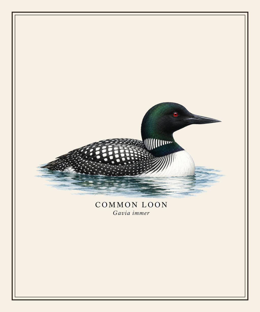 Common Loon Field Guide Sherpa Blanket – design