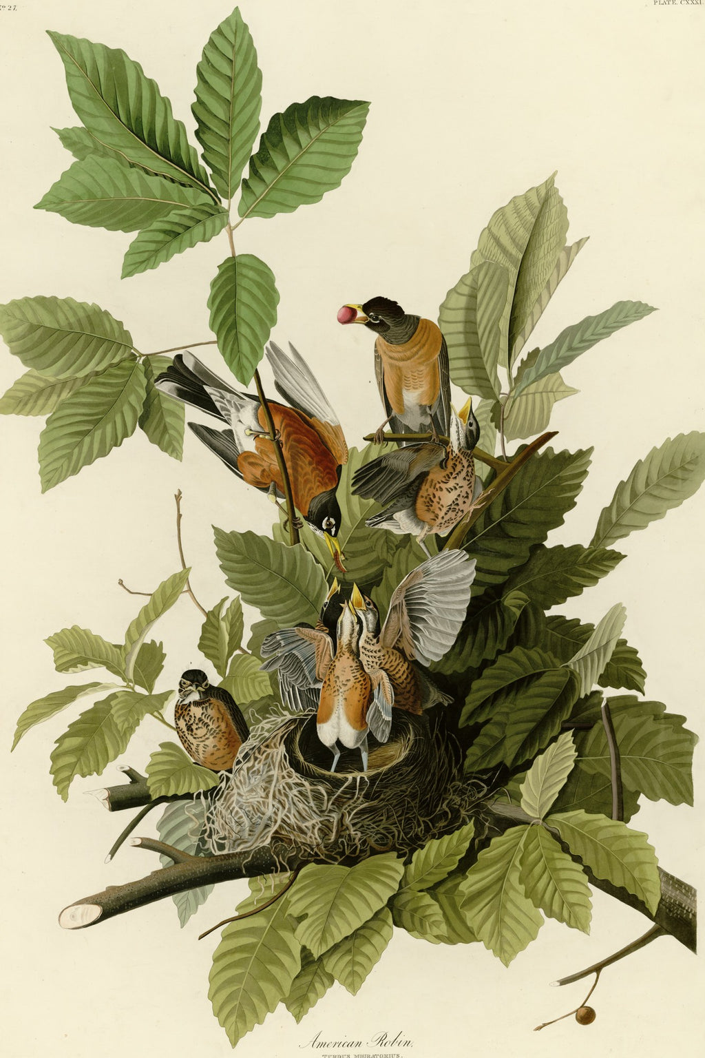 American Robin (Turdus migratorius) hand-colored 1830s plate – full artwork