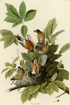 American Robin (Turdus migratorius) hand-colored 1830s plate – full artwork
