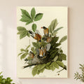 American Robin vintage field plate wall art print
