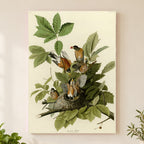 American Robin vintage field plate wall art print