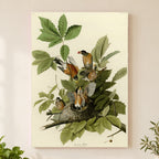 American Robin vintage field plate wall art print