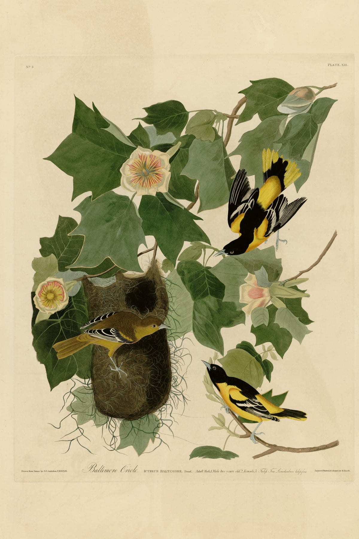 Baltimore Oriole (Icterus galbula) hand-colored 1830s plate – full artwork