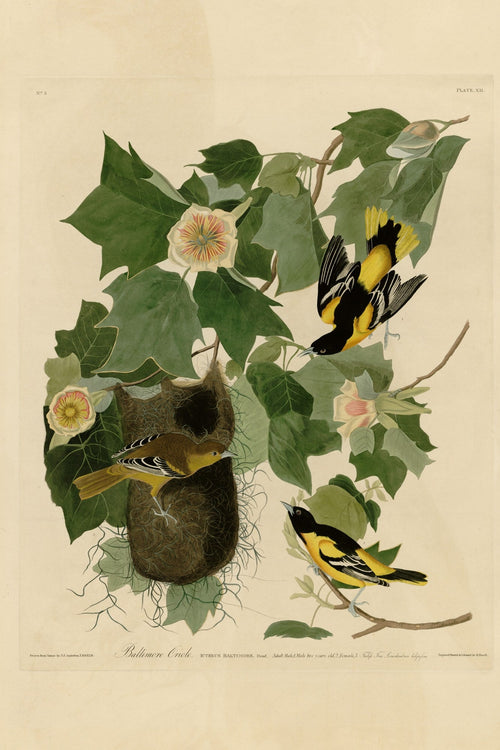Baltimore Oriole (Icterus galbula) hand-colored 1830s plate – full artwork