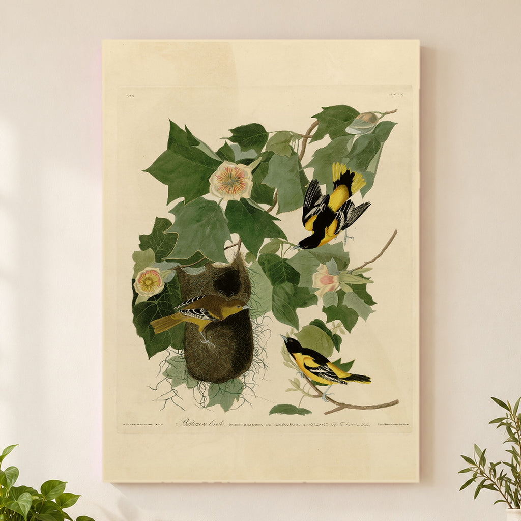 Baltimore Oriole vintage field plate wall art print