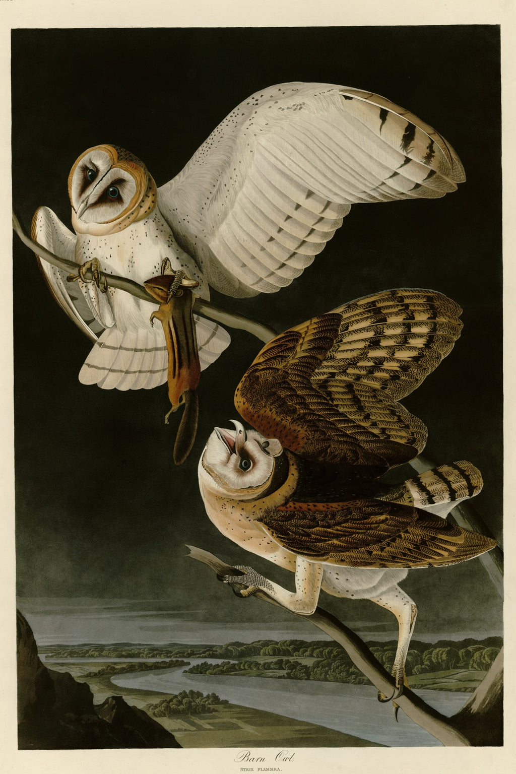 Barn Owl (Tyto alba) hand-colored 1830s plate – full artwork