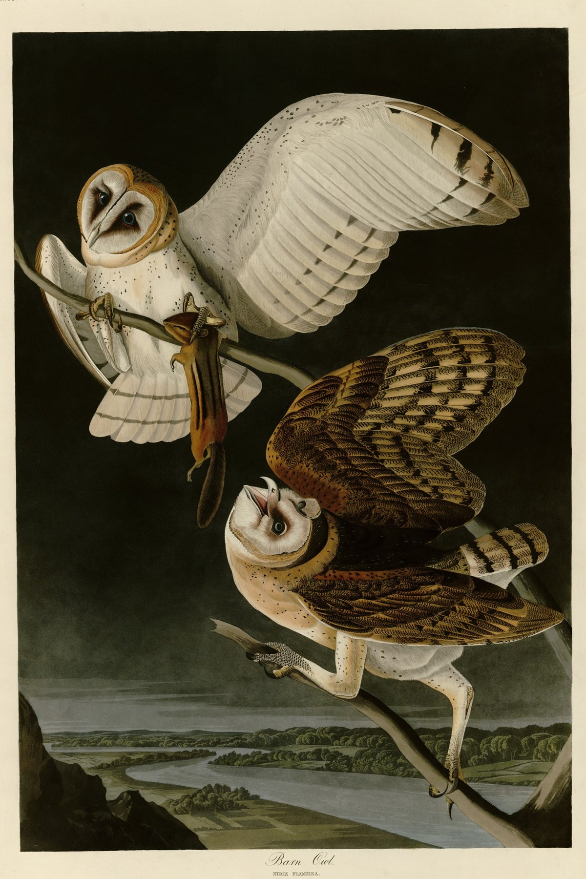 Barn Owl (Tyto alba) hand-colored 1830s plate – full artwork
