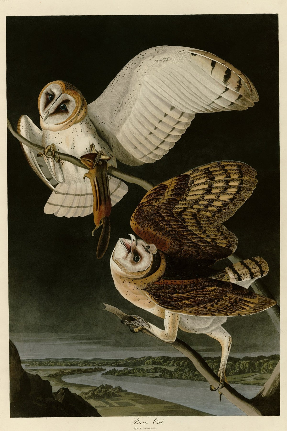 Barn Owl (Tyto alba) hand-colored 1830s plate – full artwork