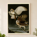 Barn Owl vintage field plate wall art print