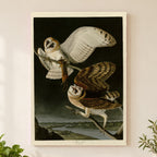 Barn Owl vintage field plate wall art print