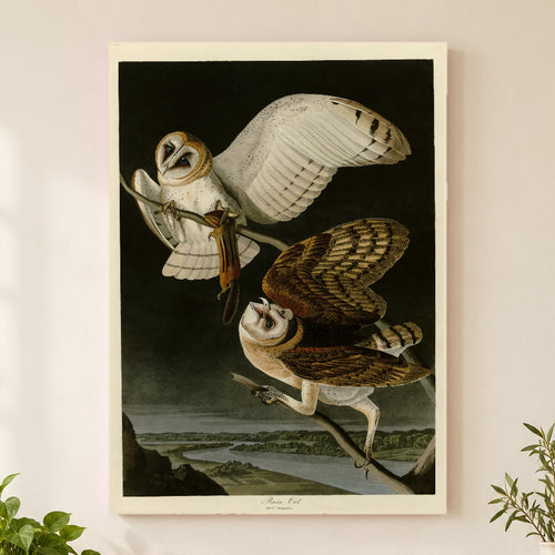 Barn Owl vintage field plate wall art print