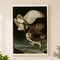 Barn Owl vintage field plate wall art print