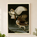 Barn Owl vintage field plate wall art print