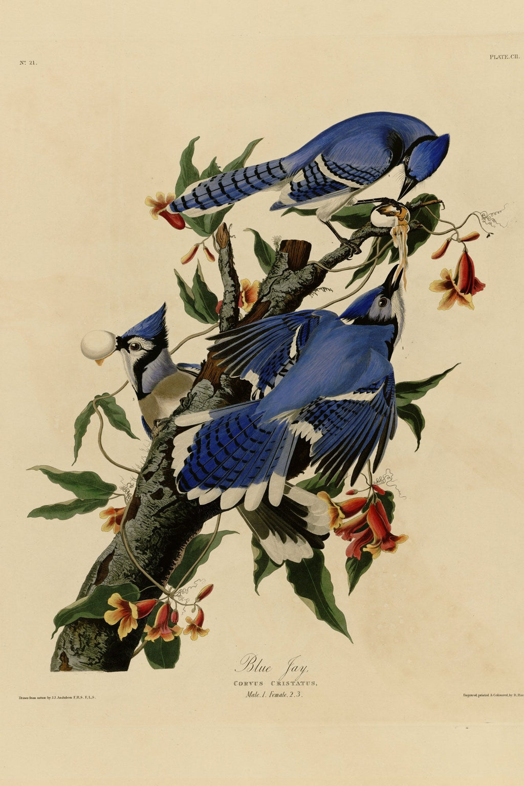 Blue Jay (Cyanocitta cristata) hand-colored 1830s plate – full artwork