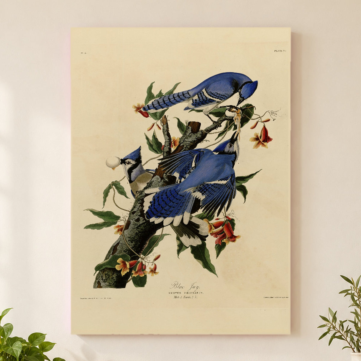 Blue Jay vintage field plate wall art print