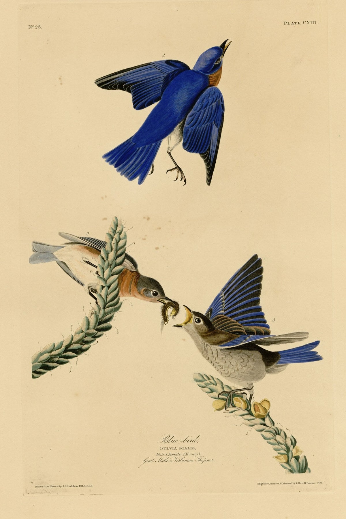 Eastern Bluebird (Sialia sialis) hand-colored 1830s plate – full artwork