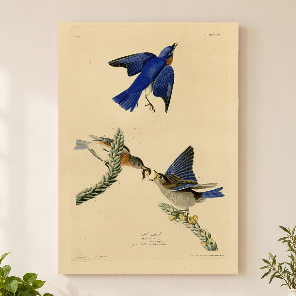 Eastern Bluebird vintage field plate wall art print