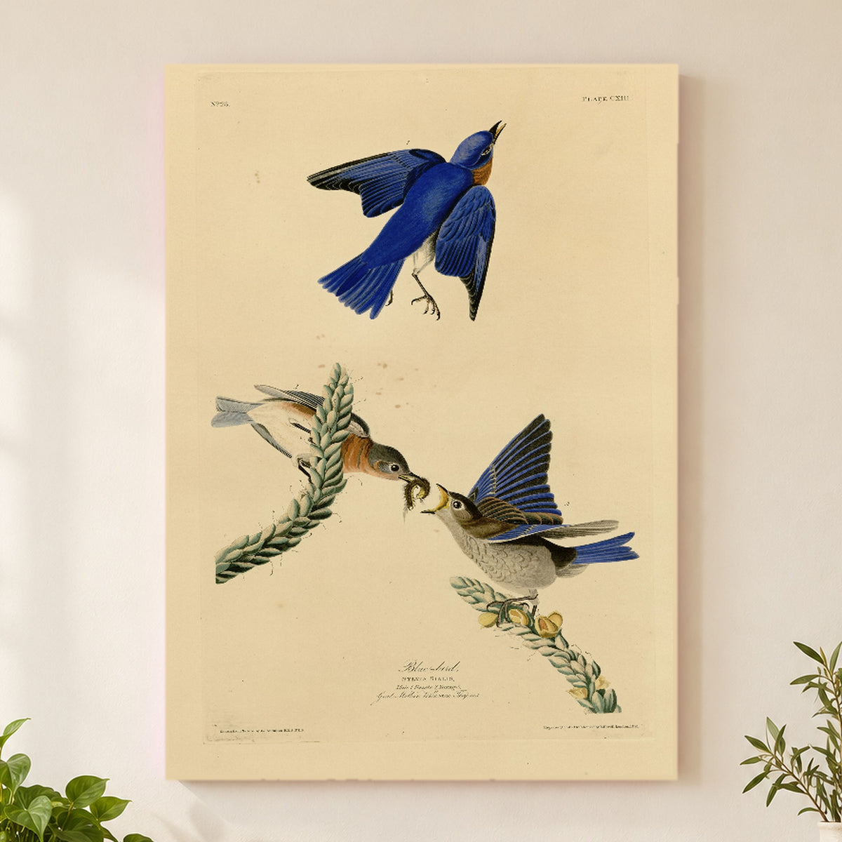 Eastern Bluebird vintage field plate wall art print