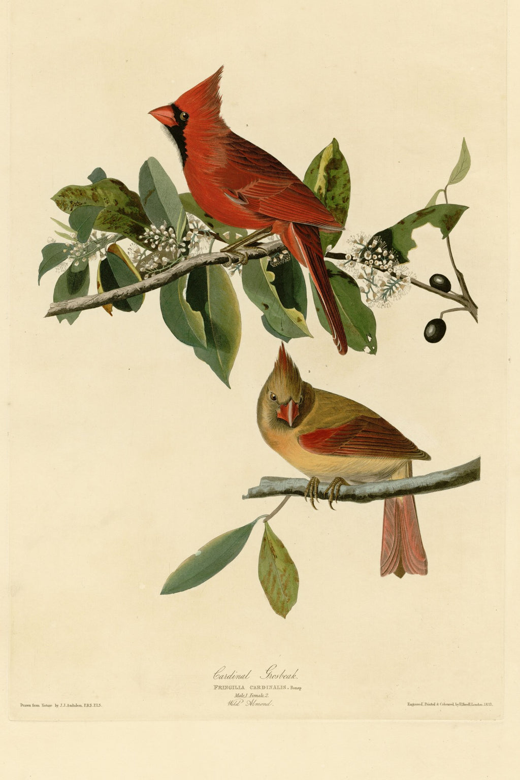 Northern Cardinal (Cardinalis cardinalis) hand-colored 1830s plate – full artwork