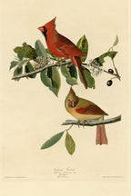Northern Cardinal (Cardinalis cardinalis) hand-colored 1830s plate – full artwork