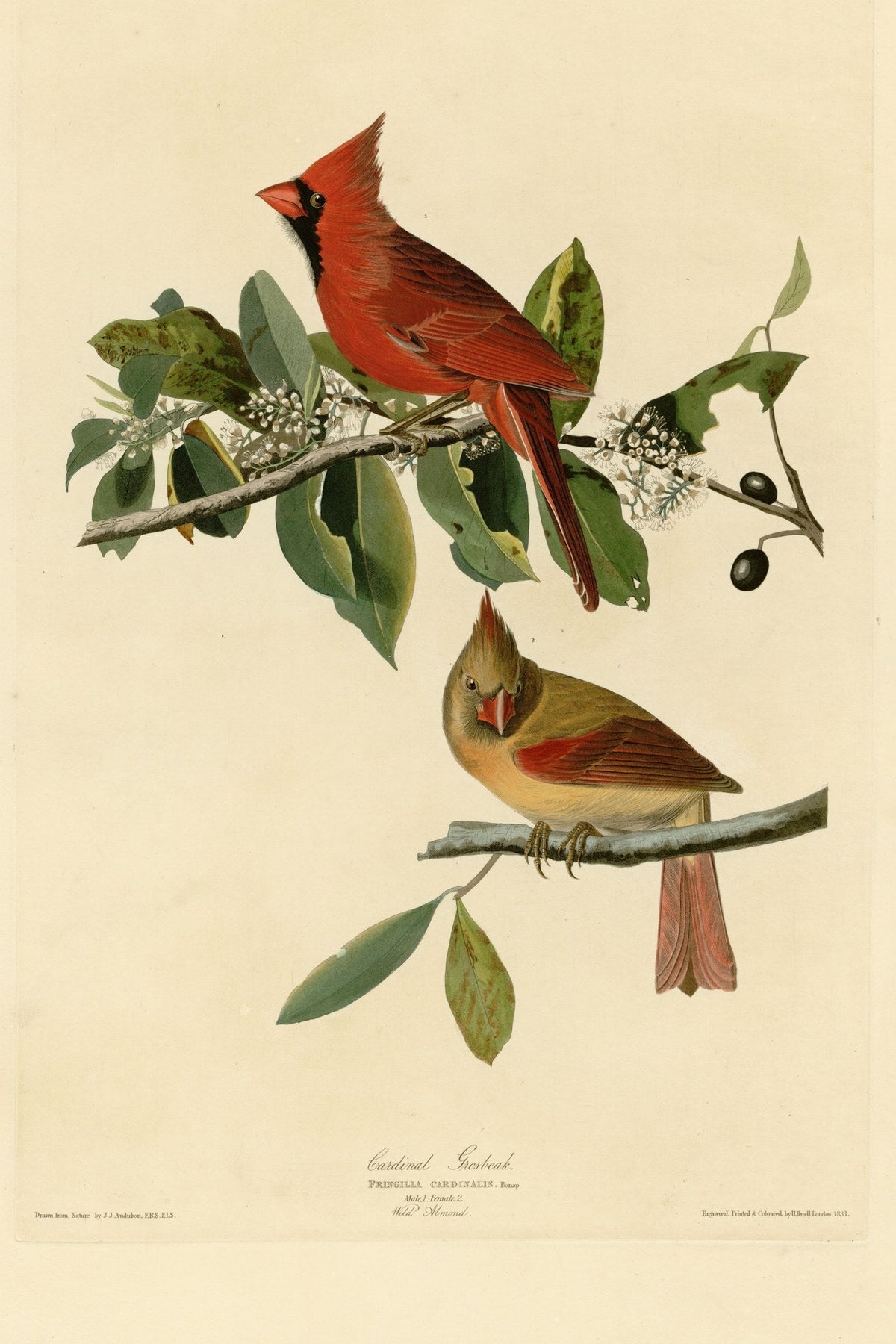 Northern Cardinal (Cardinalis cardinalis) hand-colored 1830s plate – full artwork