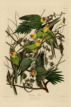 Carolina Parakeet (Conuropsis carolinensis) hand-colored 1830s plate – full artwork