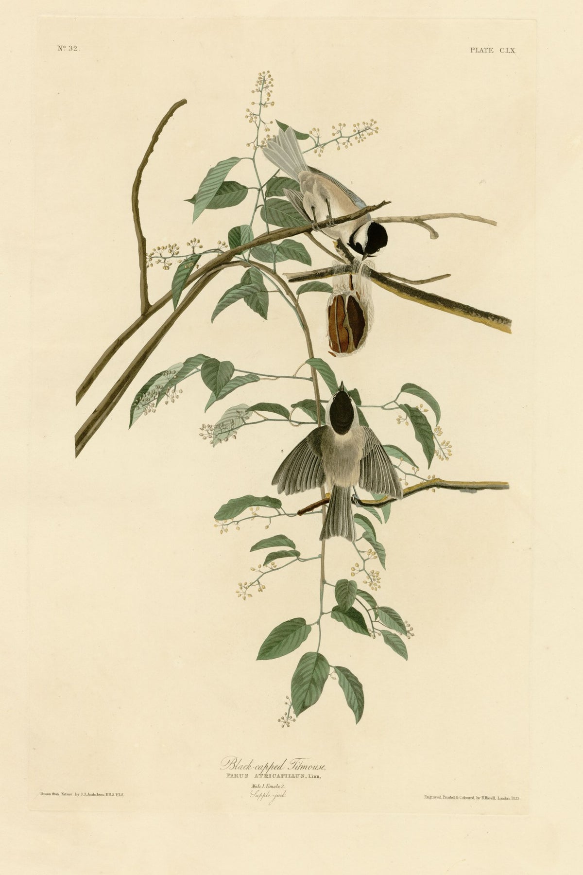 Black-capped Chickadee (Poecile atricapillus) hand-colored 1830s plate – full artwork