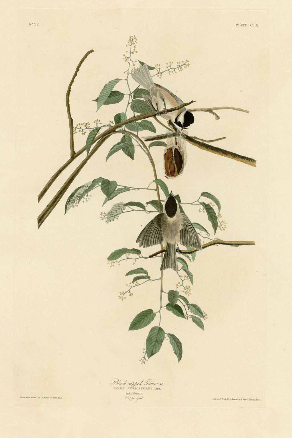 Black-capped Chickadee (Poecile atricapillus) hand-colored 1830s plate – full artwork