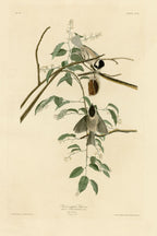 Black-capped Chickadee (Poecile atricapillus) hand-colored 1830s plate – full artwork