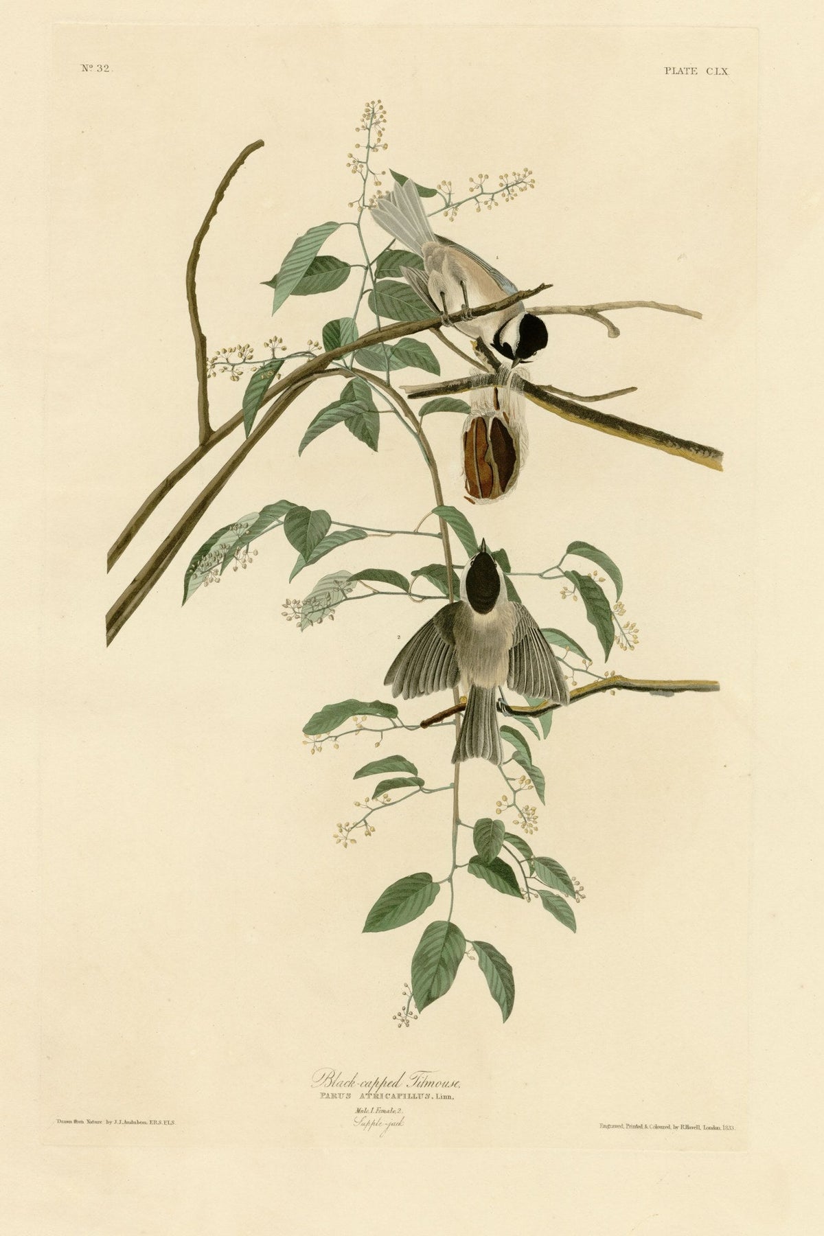 Black-capped Chickadee (Poecile atricapillus) hand-colored 1830s plate – full artwork
