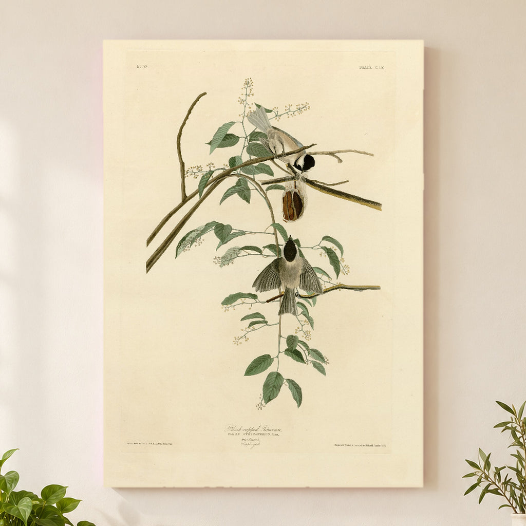 Black-capped Chickadee vintage field plate wall art print