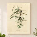 Black-capped Chickadee vintage field plate wall art print