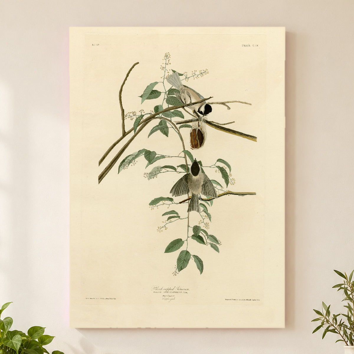 Black-capped Chickadee vintage field plate wall art print
