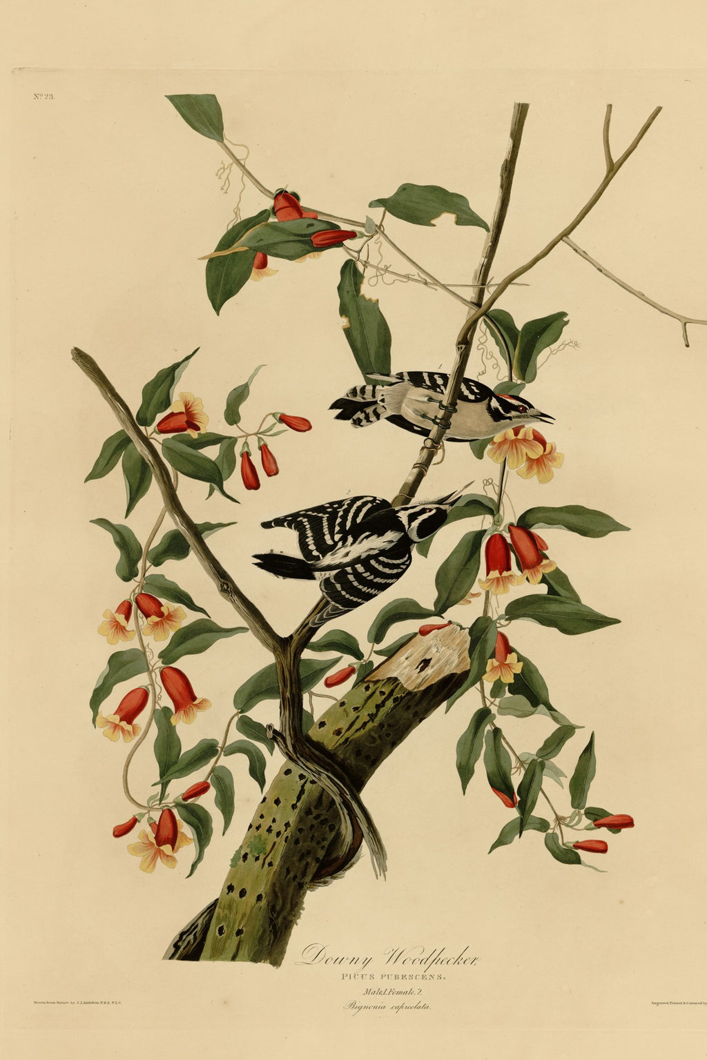 Downy Woodpecker (Dryobates pubescens) hand-colored 1830s plate – full artwork