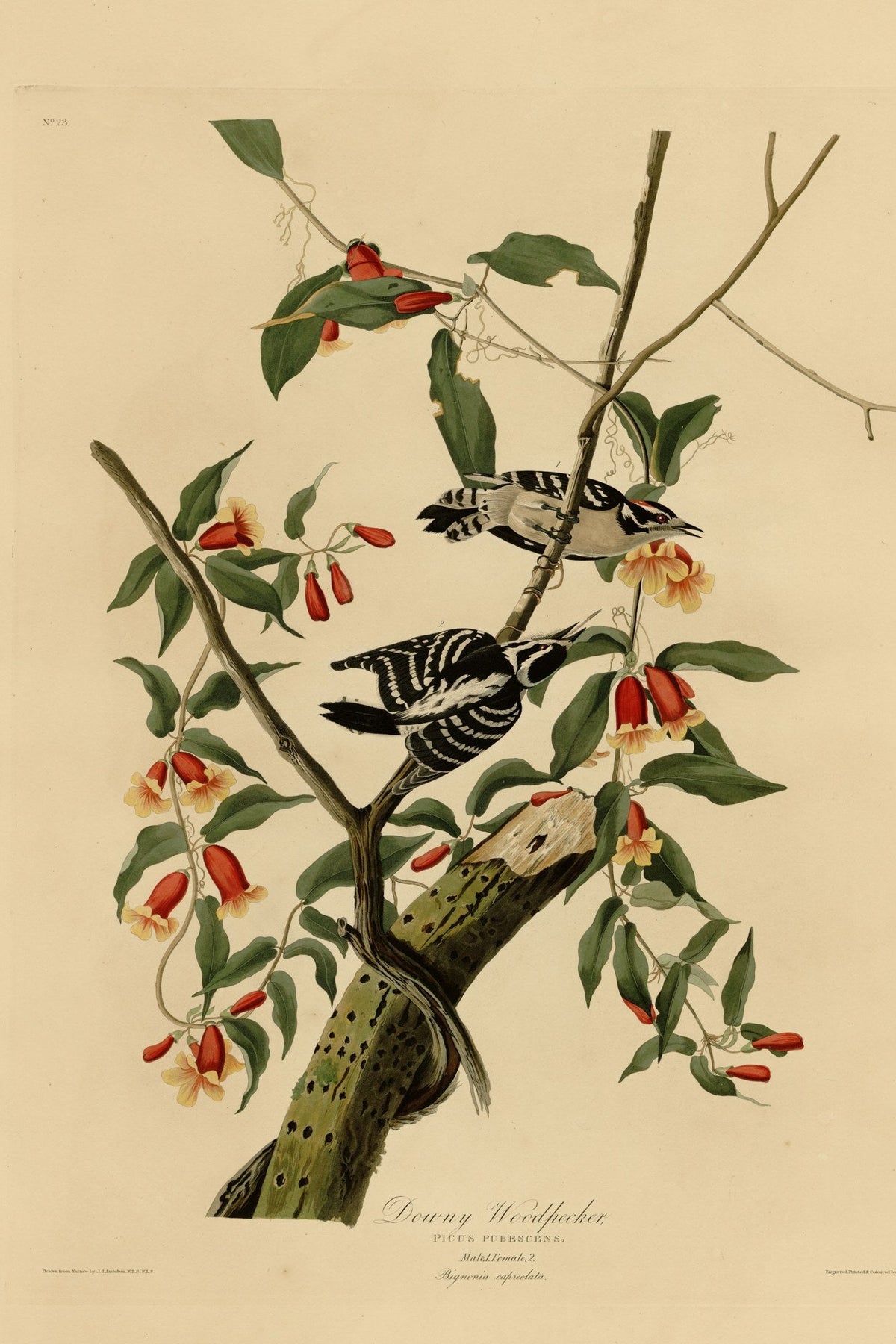 Downy Woodpecker (Dryobates pubescens) hand-colored 1830s plate – full artwork