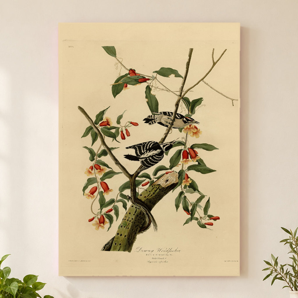 Downy Woodpecker vintage field plate wall art print
