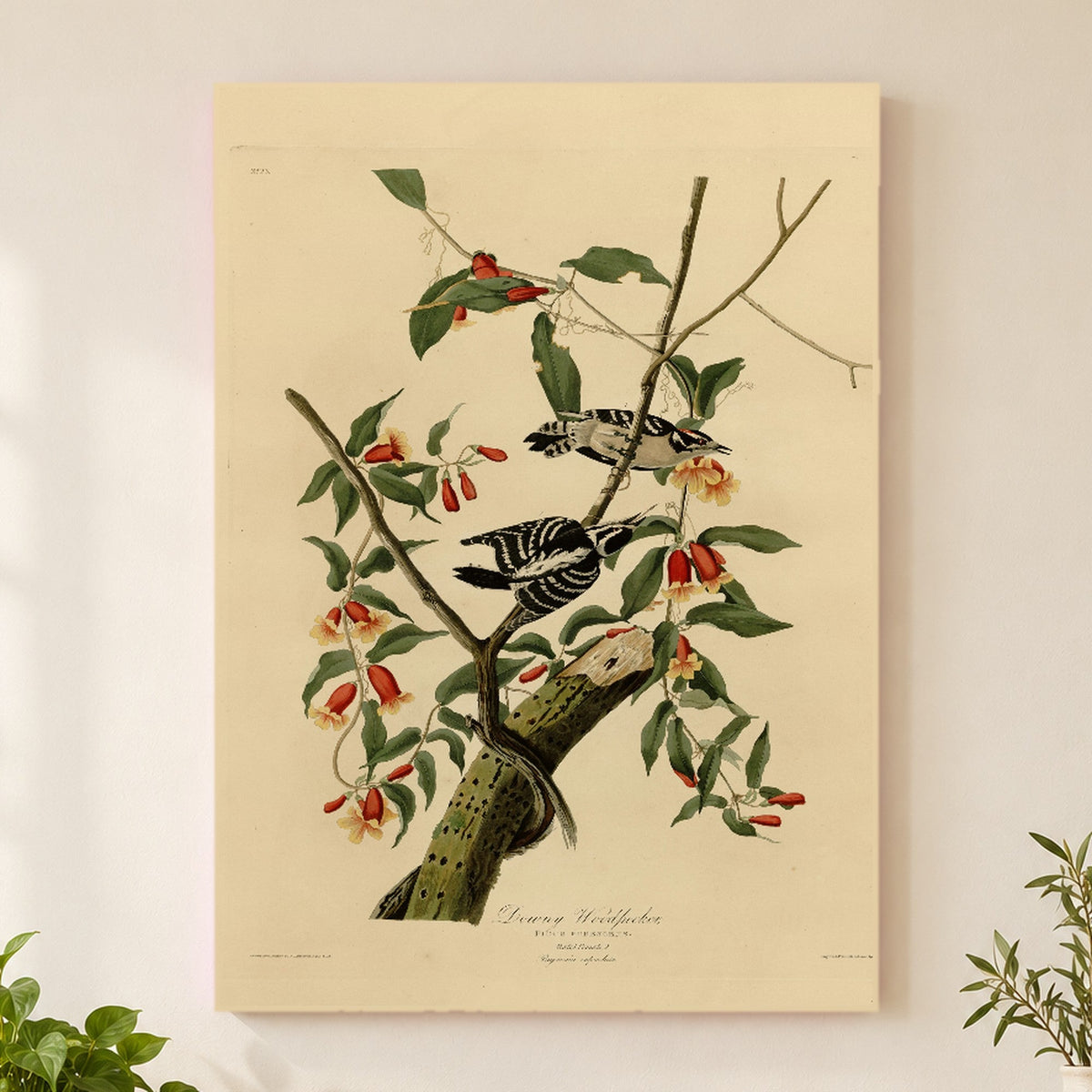 Downy Woodpecker vintage field plate wall art print