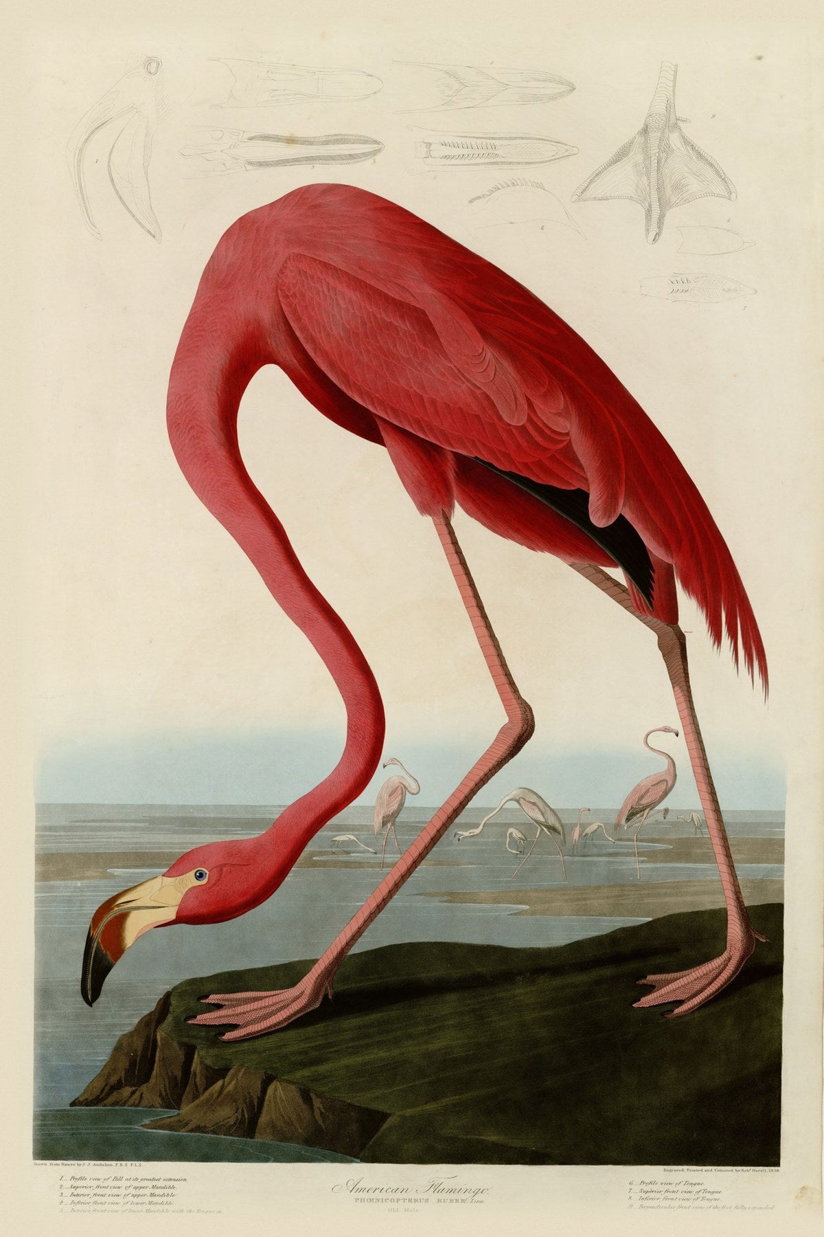 American Flamingo (Phoenicopterus ruber) hand-colored 1830s plate – full artwork