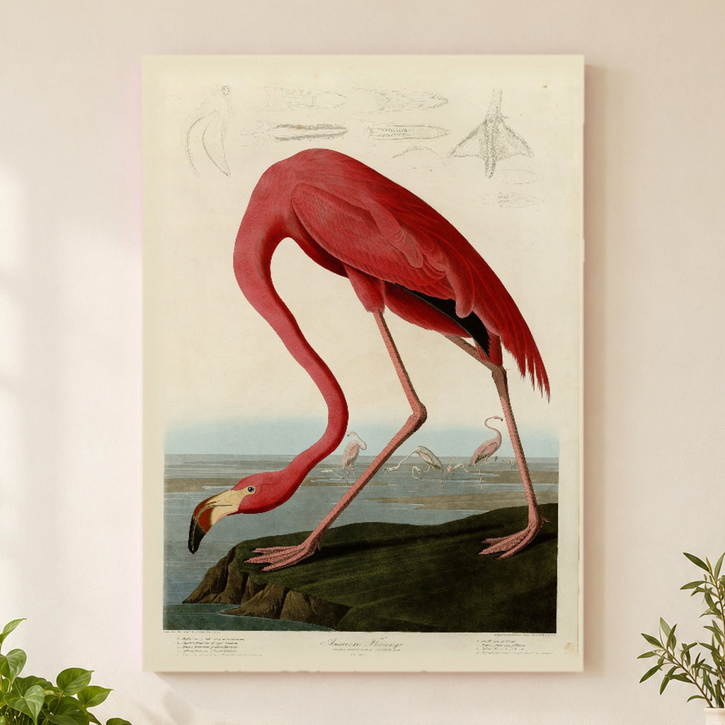American Flamingo vintage field plate wall art print