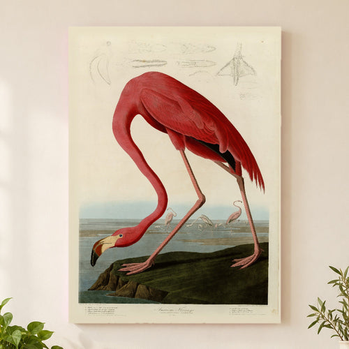 American Flamingo vintage field plate wall art print (Worldwide)