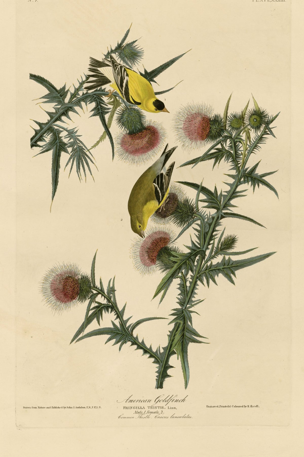 American Goldfinch (Spinus tristis) hand-colored 1830s plate – full artwork