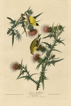 American Goldfinch (Spinus tristis) hand-colored 1830s plate – full artwork