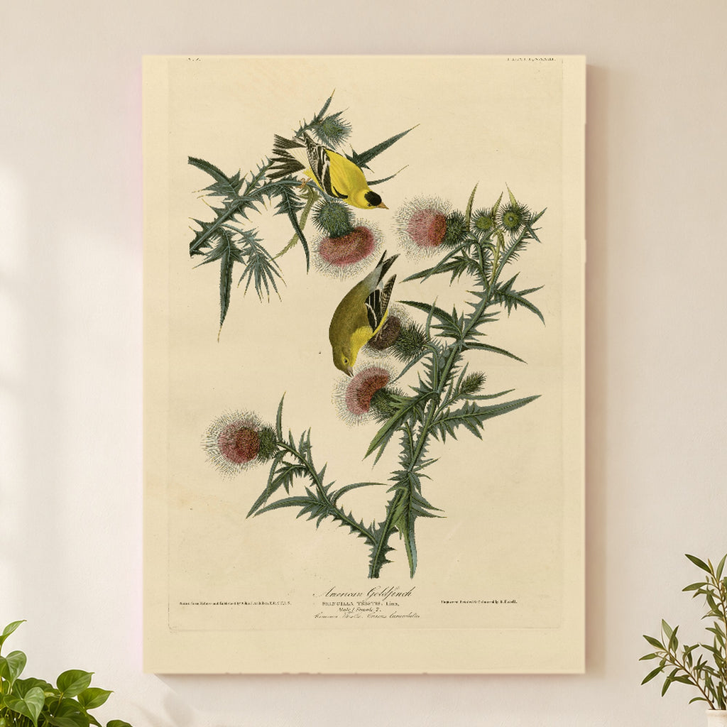 American Goldfinch vintage field plate wall art print