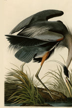 Great Blue Heron (Ardea herodias) hand-colored 1830s plate – full artwork