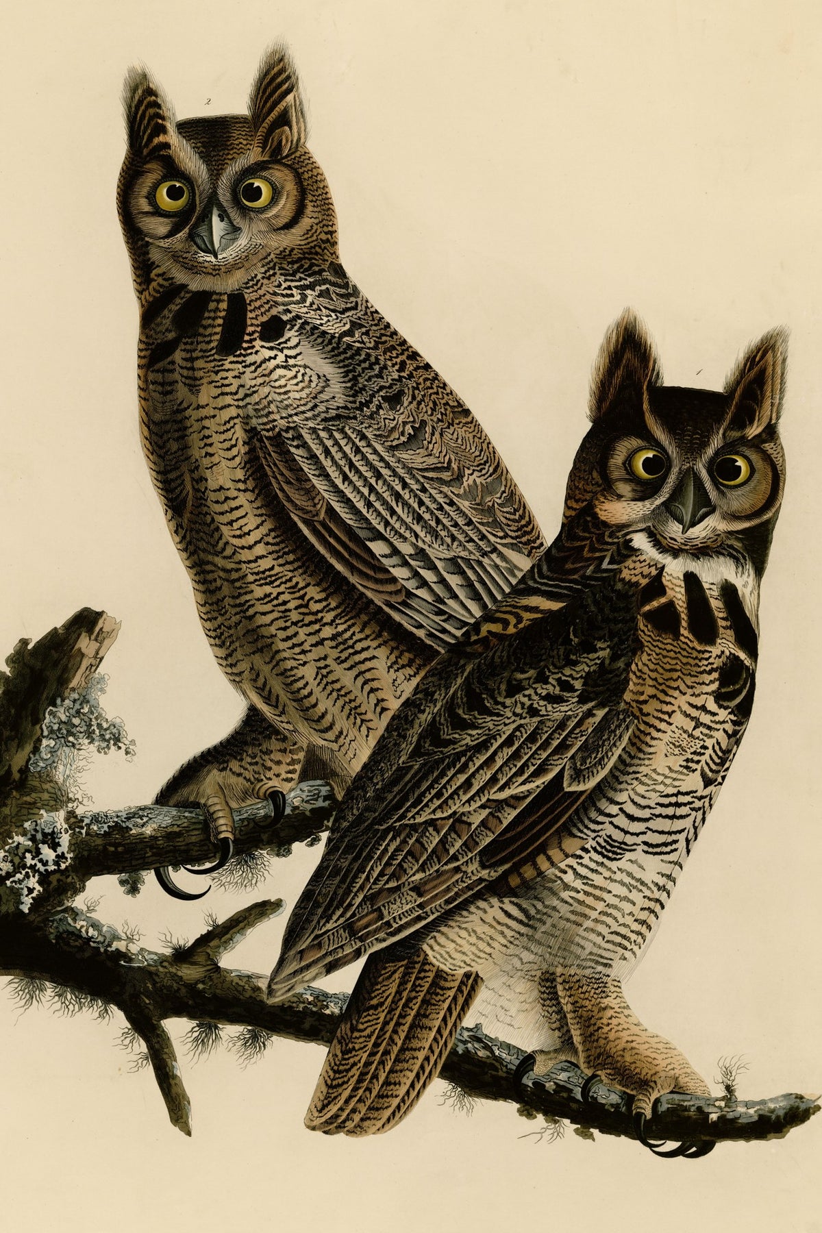 Great Horned Owl (Bubo virginianus) hand-colored 1830s plate – full artwork