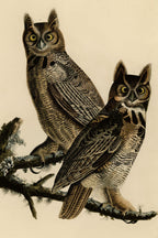 Great Horned Owl (Bubo virginianus) hand-colored 1830s plate – full artwork