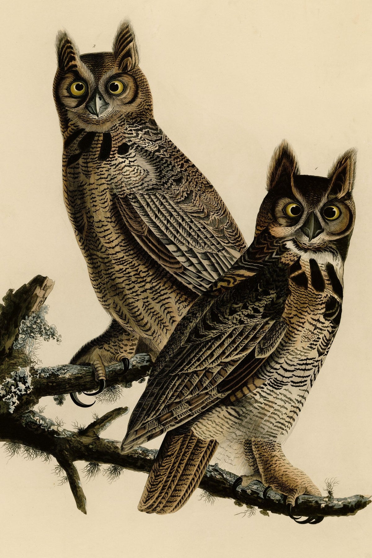 Great Horned Owl (Bubo virginianus) hand-colored 1830s plate – full artwork
